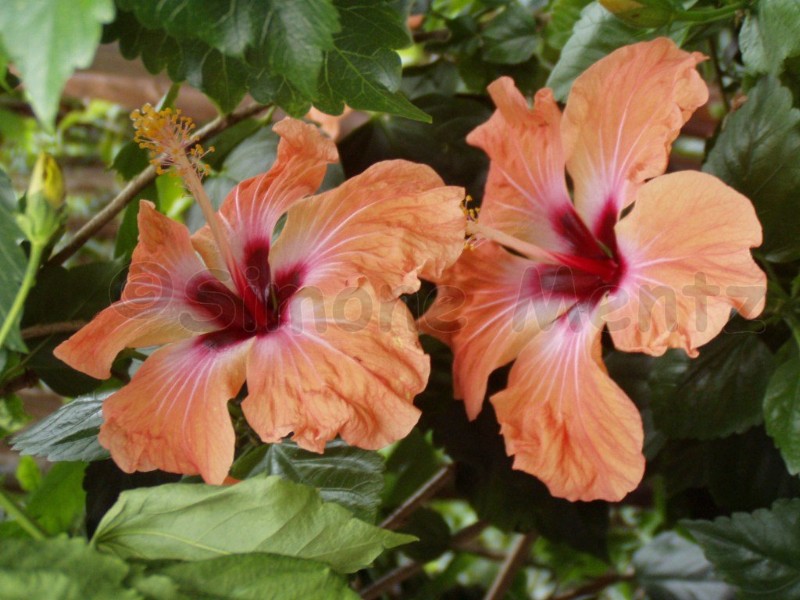 Images/Hibiskus_ (13).jpg